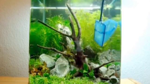 Как правильно подготовить воду для аквариумных рыб и выбрать фильтр смотреть онлайн