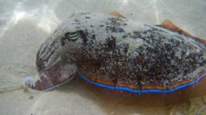 Каракатица в персидском заливе! Оригинальная съёмка!