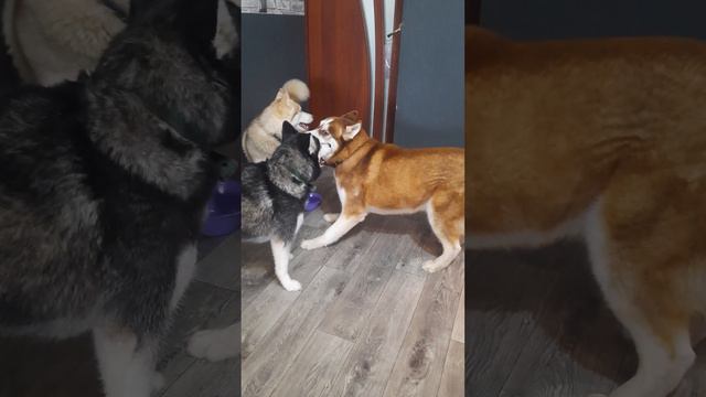 Пока встречали Машу передрались / ЗМЕЮКА смотреть онлайн