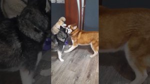 Пока встречали Машу передрались / ЗМЕЮКА