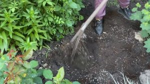 Как посадить КАЛЛУ САДОВУЮ клубневую