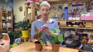 Комнатное растение Маранта - что нужно знать о тенелюбивой красотке. Неприхотлива или это миф?