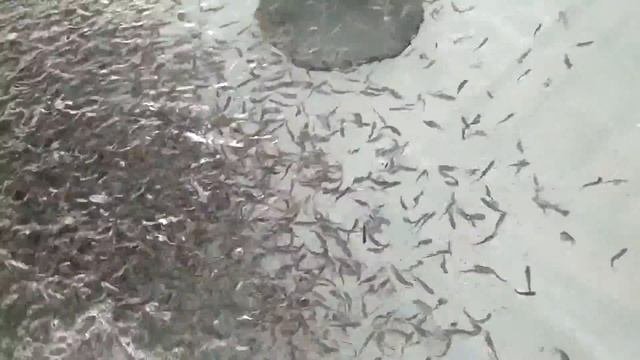 Кормление малька радужной форели триплоид