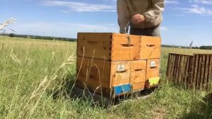 30 Как получить товарный мед с 6 рамочных отводков Проверка общих корпусов Иан Степплер, Канада