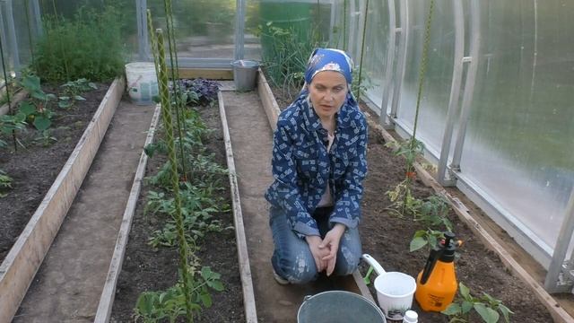 Как вылечить хлороз у растений