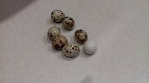 Перепелка снесла белое яйцо без пятен