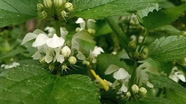 402- 24.05.2023. 175- Видеоряд Яснотка Белая + Музыка эфира 432Гц . смотреть онлайн