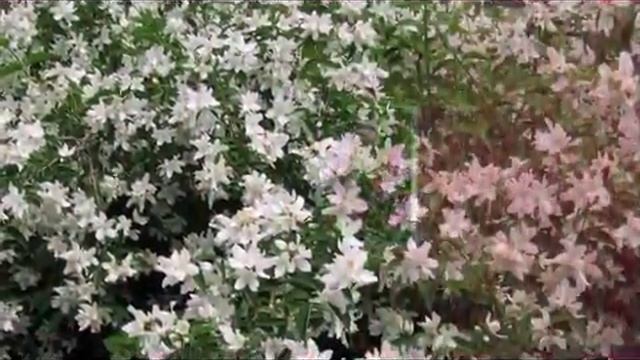ДЕКОРАТИВНЫЕ КУСТАРНИКИ В ДИЗАЙНЕ САДА