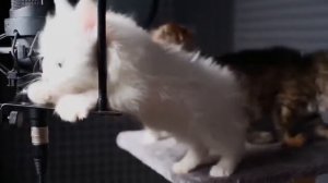 Котята мило пищат - трогательное видео (читать описание)