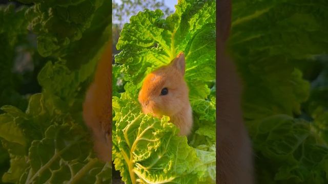 Маленький зайчик, кушает капусту