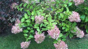 Что надо сделать для гортензий в сентябре,что бы они порадовали на следующий год бурным цветением !