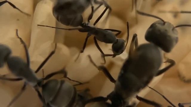 Кампонотус париус (Camponotus Parius). Что с  колонией_ Избавление от клещей и потери...