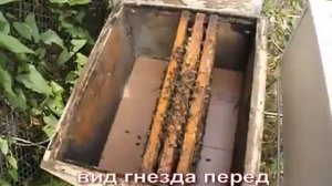 август на пасеке как подсилить слабый отводок пчел в августе , часть 2