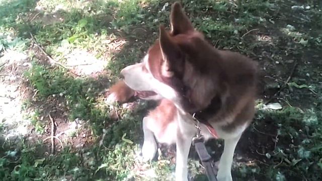 Хаски / Выставка Собак в Калининграде. смотреть онлайн