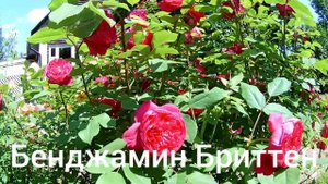 Розы: флорибунды, мускусные гибриды, шрабы Остина.