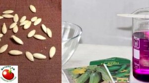 Как подготовить семена огурцов к посадке?