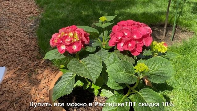 ГОРТЕНЗИЯ КРУПНОЛИСТНАЯ. ЛУЧШИЙ СПОСОБ ВЫРАЩИВАТЬ КРУПНОЛИСТНУЮ ГОРТЕНЗИЮ.