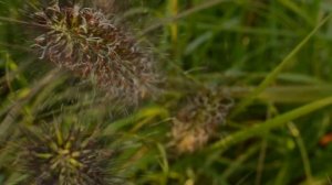 Pennisetum 'Red Head'
