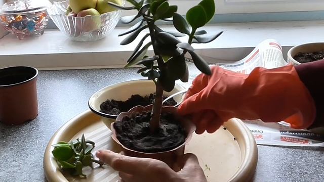 Денежное дерево. Формирование кроны. Обрезка веток денежного дерева. смотреть онлайн