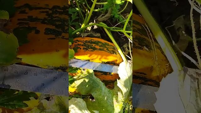 Калібр гарбузів на ділянці захищені від вітрів смотреть онлайн