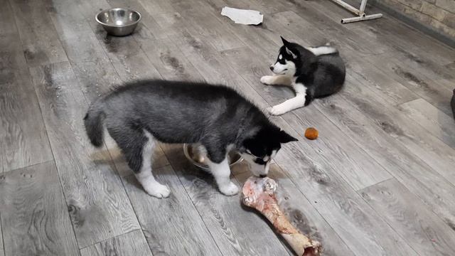 ЩЕНКИ ХАСКИ РАЗНОСЯТ ДОМ смотреть онлайн