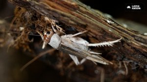 Реснитчатый бананоед (мини-обзор)