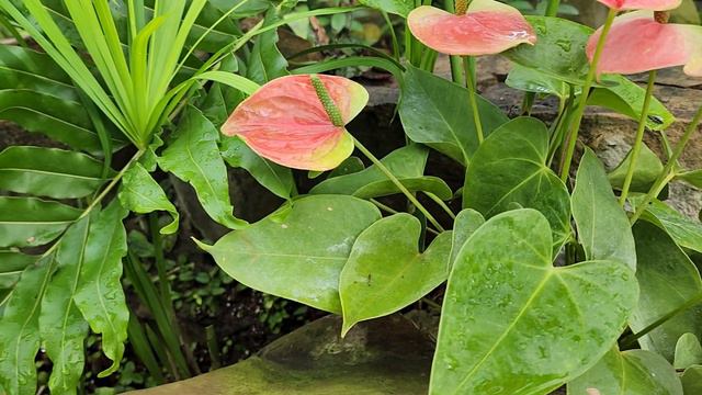 Greenhouse finds - Light Peach-Pink Anthurium and yellow orchid смотреть онлайн