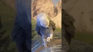 "Тёмная ночь, только пули свистят по степи..." гениальный, поющий попугай