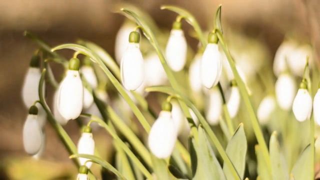 Спокойная Музыка\Для Снятия Стресса\Музыка для сна "Miss You Back by Nettson & RedBird" смотреть онлайн