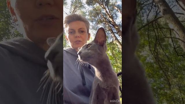 Наши ориентальные котята ждут своих мам и пап !!