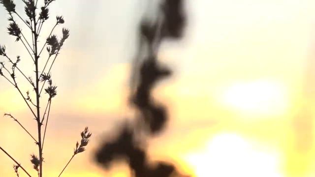 🌅Фон для видео || Расцвет в поле || Не мой🌅 смотреть онлайн