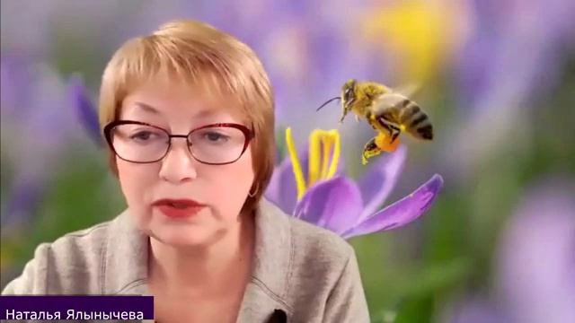 Апифитопродукция - реальная помощь сосудам и сердцу. Наталья Ялынычева смотреть онлайн