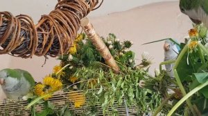 КАК ЗАГОТОВИТЬ ОДУВАНЧИКИ ДЛЯ ПОПУГАЕВ НА ЗИМУ?