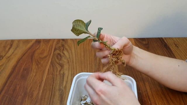 Jewel orchid repot - the snazzy Macodes petola! смотреть онлайн