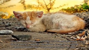Кошка бросила котят, не хочет кормить. Как и чем кормить новорожденных котят без кошки: рецепты см.