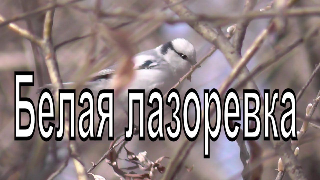 Князек. Белая лазоревка. (Cyanistes cyanus)Птицы Сибири.