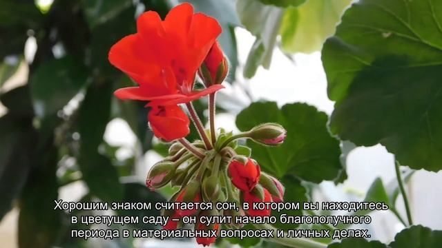 К чему снится цветущие цветы? Толкование сна и его значение по сонникам Ванги и Фрейда