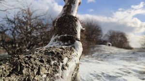 Январский денëк