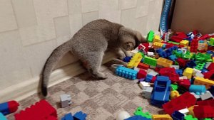 Строим домик из конструктора для нашей Мии .