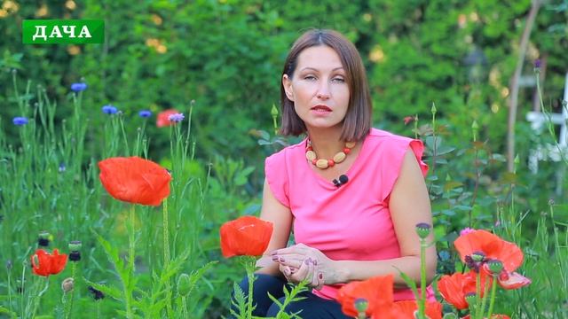 МАКИ - виды уход и  размножение