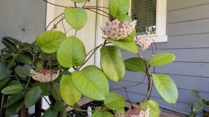 Цветение хойи Фунги. Hoya Fungii is blooming.
