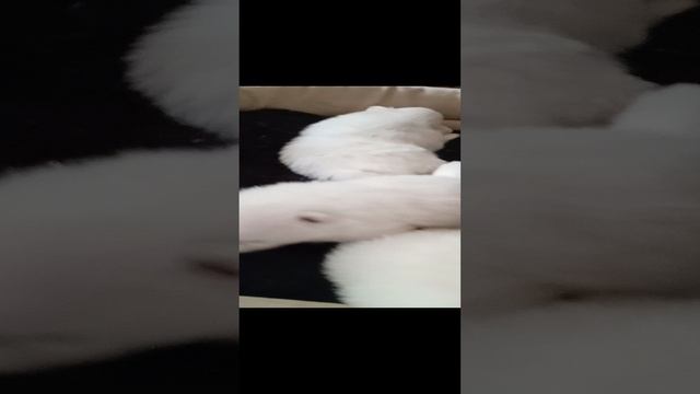 ПОЙДЕМ ПОГУЛЯЕМ?