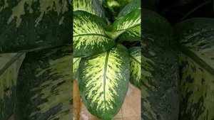 Диффенбахия