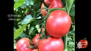 ЭТИ ДВА ПРОВЕРЕННЫЕ СОРТА РОЗОВЫХ ТОМАТОВ САМЫЕ УРОЖАЙНЫЕ В МИРЕ.БУДИТЕ ЖАЛЕТЬ,ЧТО НЕ ПОСАДИЛИ.