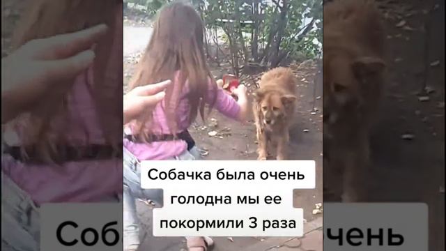 Покормили собачку 3 раза она была голодна 😔