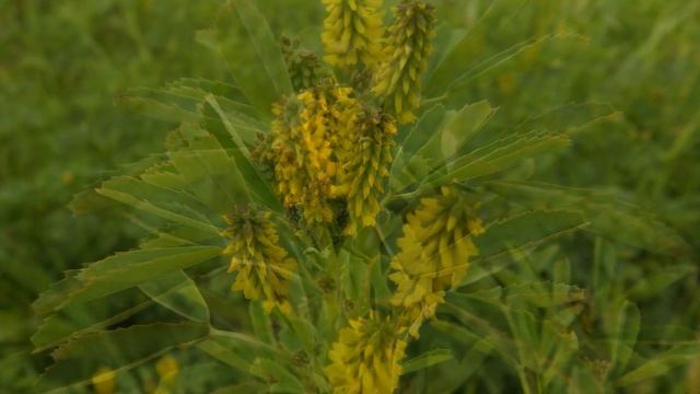 Melilotus officinalis, known as yellow sweet clover, yellow melilot, ribbed melilot смотреть онлайн