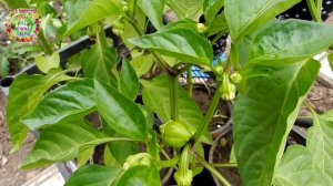 Королевский цветок у перца: казнить или помиловать? Надо ли обрывать бутоны у рассады перца?