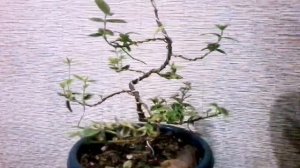 Как я обрезаю бересклет.