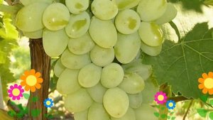 Виноград культурный Московский белый. Краткий обзор, описание характеристик, где купить саженцы