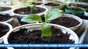 Когда всходят семена перца после посадки на рассаду